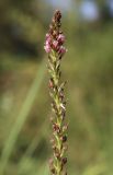 Lysimachia dubia