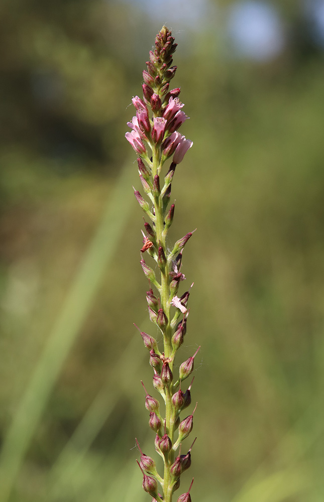 Image of Lysimachia dubia specimen.