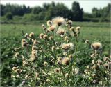 Cirsium setosum