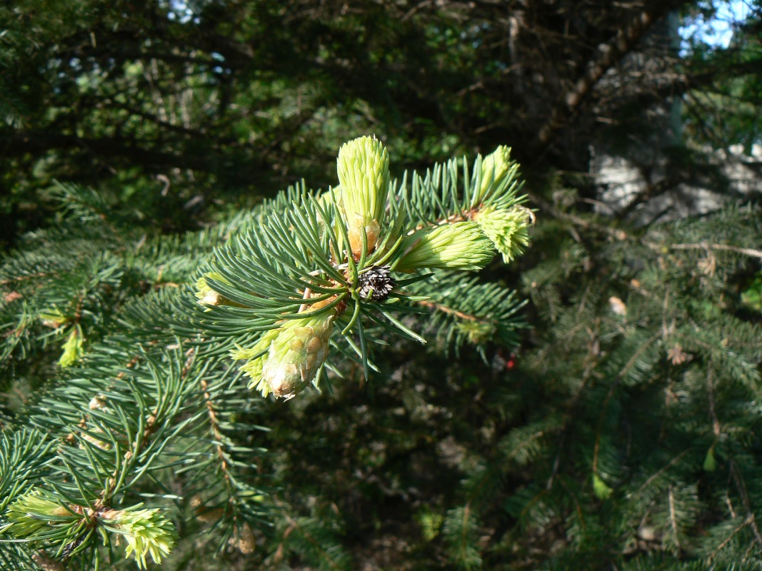 Изображение особи Picea obovata.