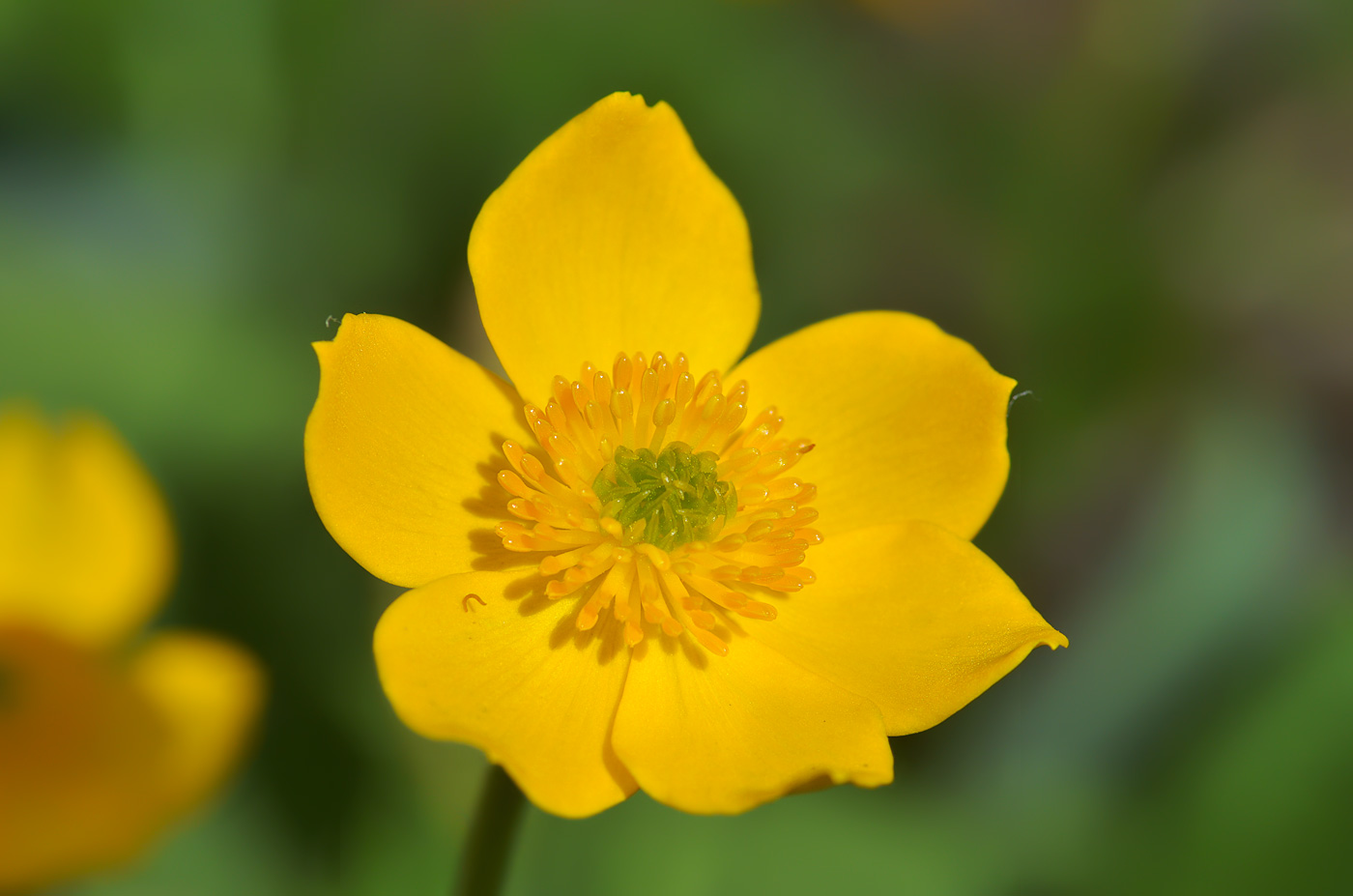 Image of Anemonastrum speciosum specimen.