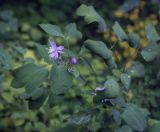 Thalictrum delavayi. Верхушка цветущего растения. Москва, Аптекарский огород, в культуре. 03.09.2021.