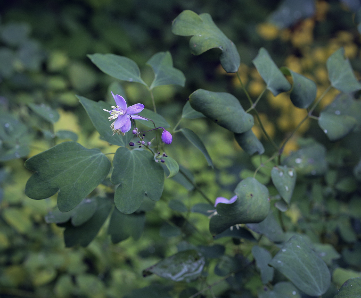 Image of Thalictrum delavayi specimen.