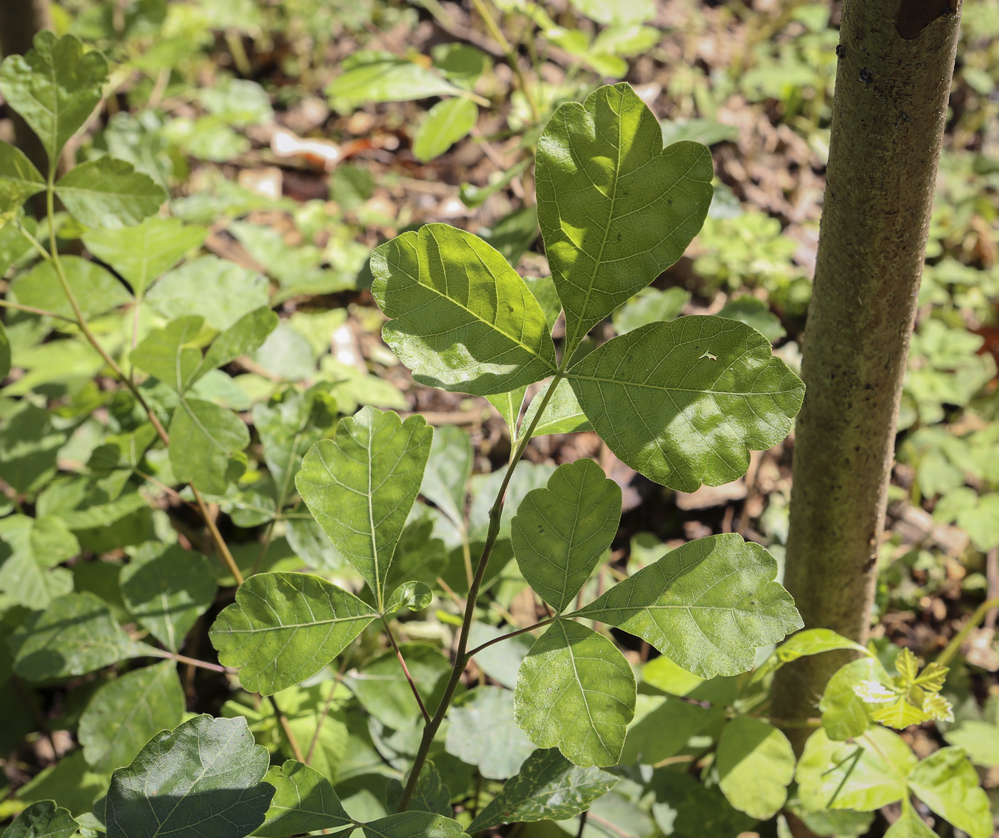 Image of genus Rhus specimen.