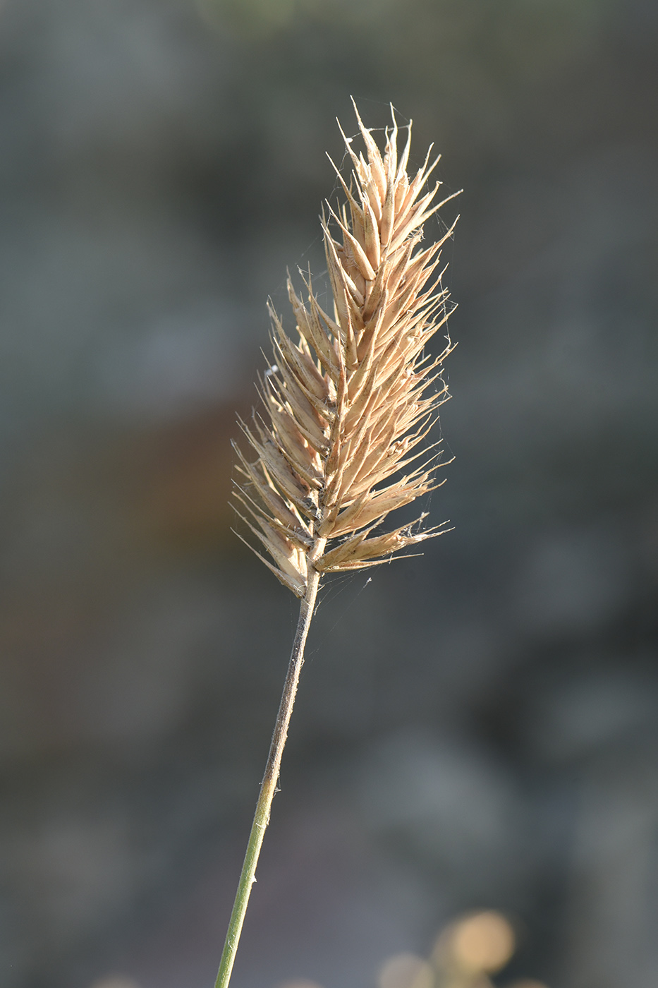 Изображение особи Agropyron pinifolium.