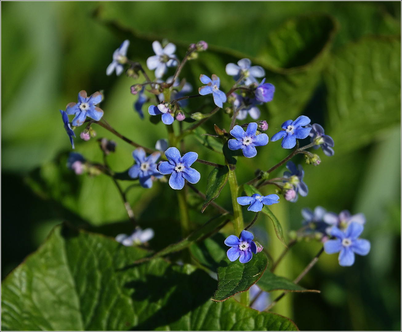 Изображение особи Brunnera sibirica.