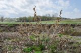 Xanthium orientale. Прошлогоднее сухое растение с соплодиями. Башкортостан, Зилаирский р-н, Юлдыбаевский сельсовет, окр. дер. Юлдыбаево, долина р. Сакмара, каменистый берег. 29 апреля 2022 г.