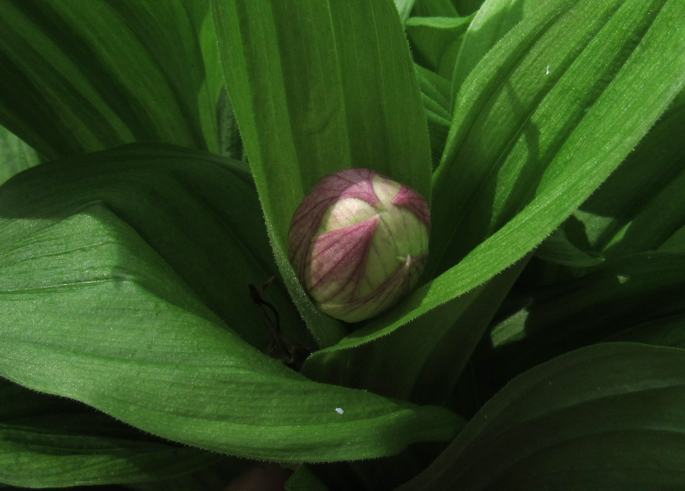 Image of Cypripedium macranthos specimen.