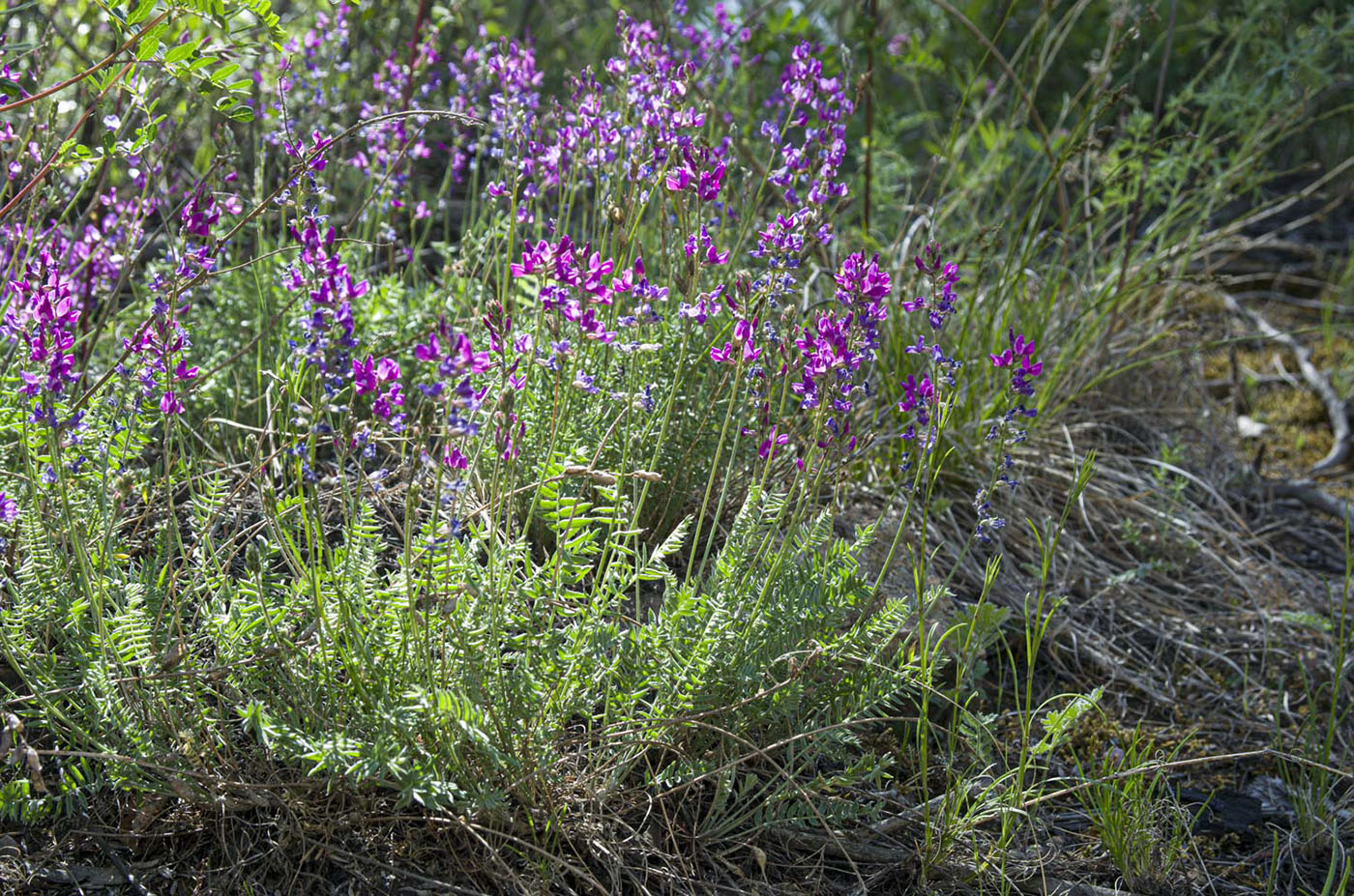 Image of Oxytropis coerulea specimen.