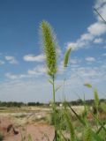 Setaria viridis