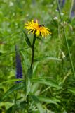 Inula salicina