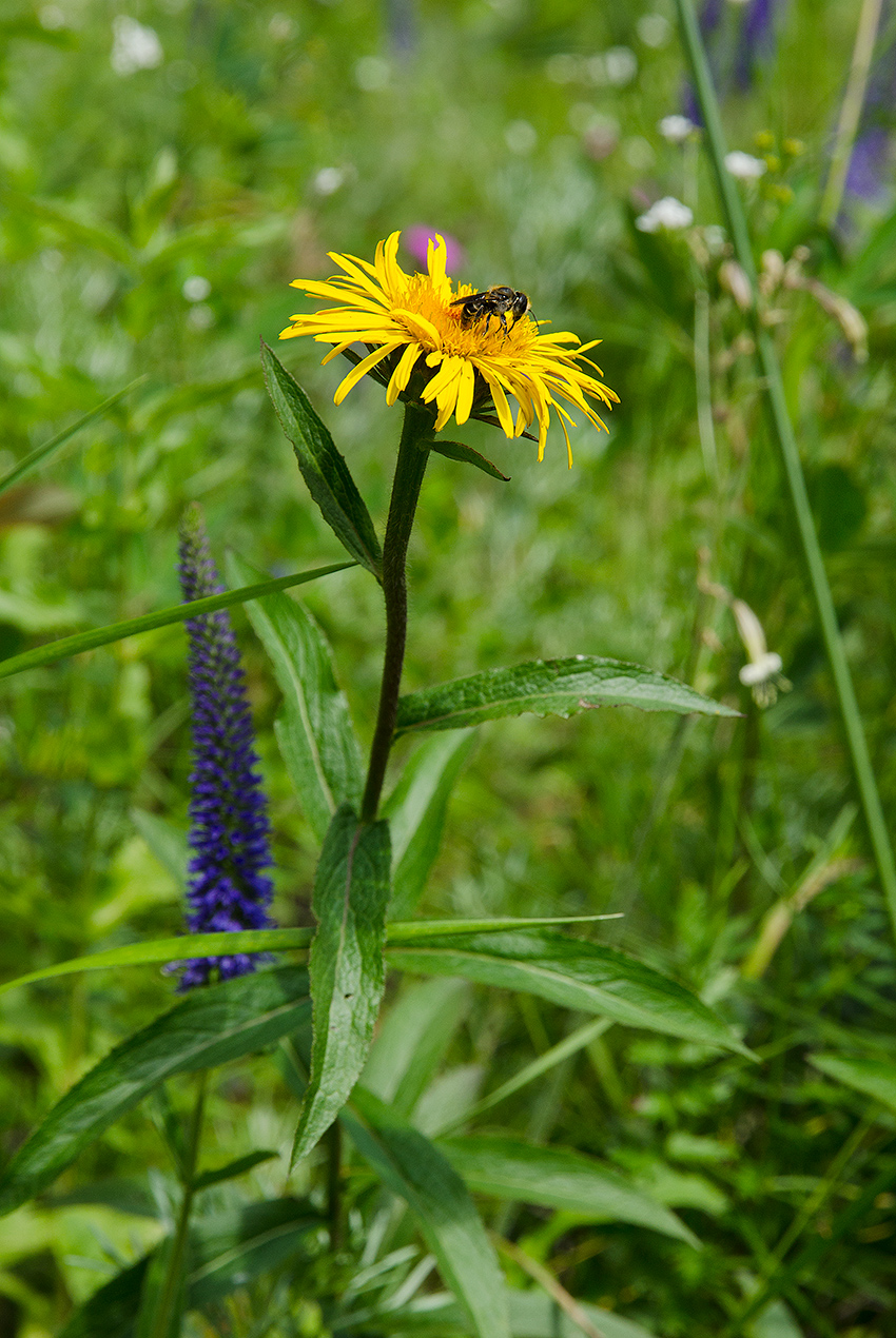 Image of Inula salicina specimen.