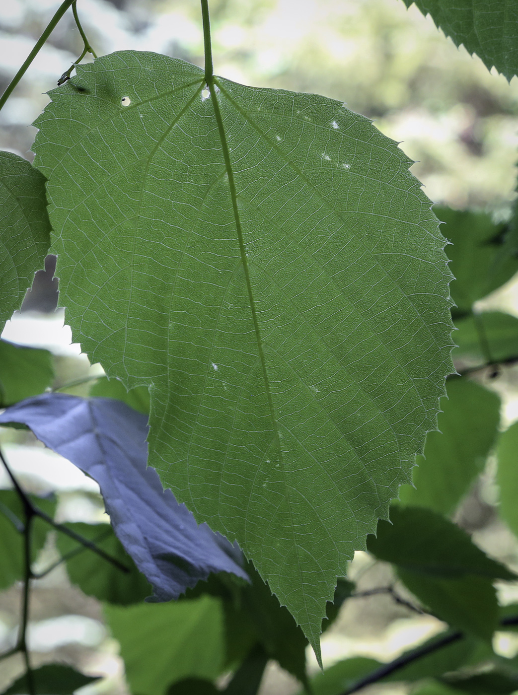 Изображение особи род Tilia.