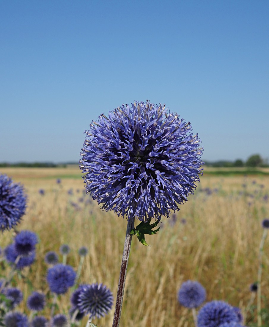 Image of Echinops saksonovii specimen.