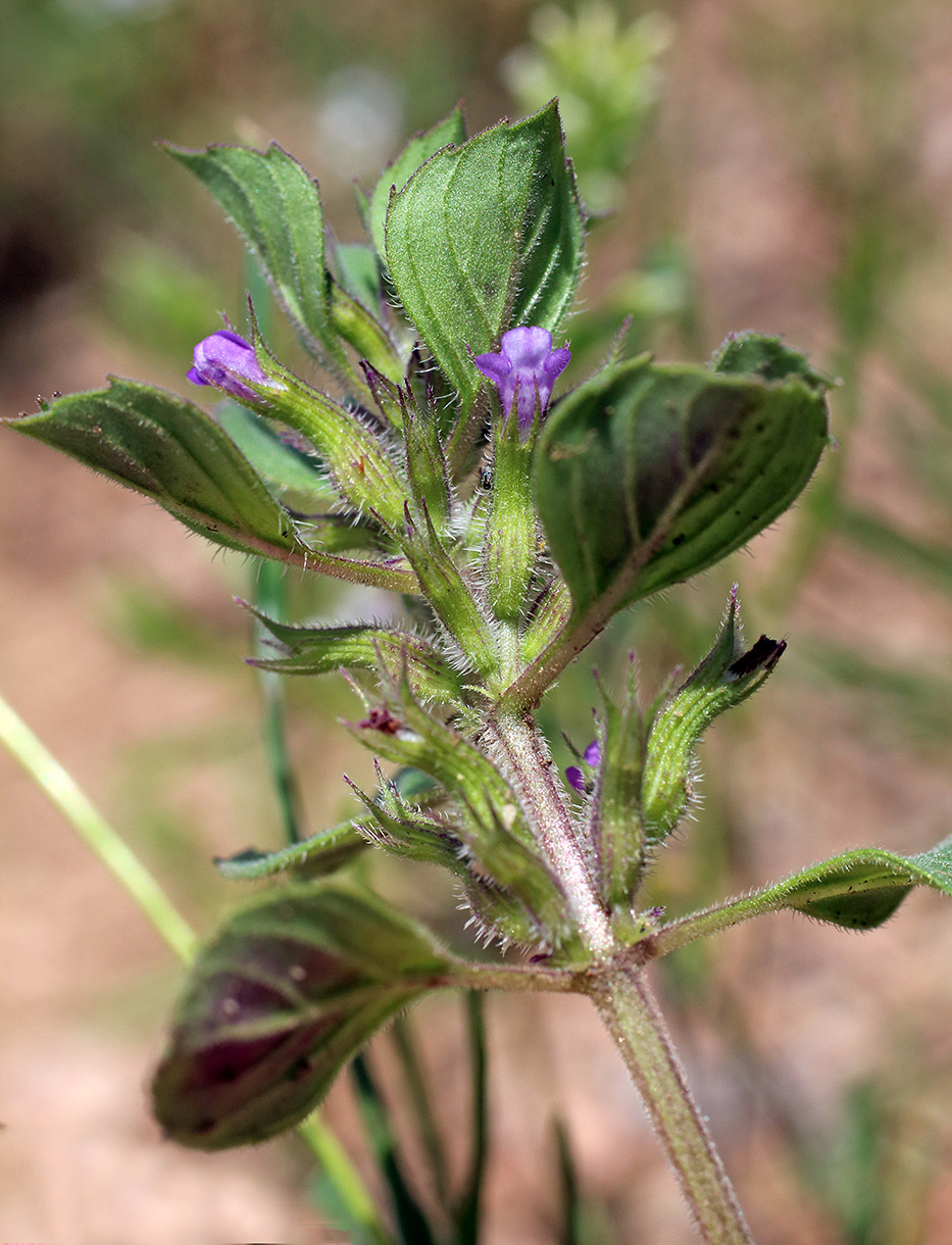 Image of Ziziphora rotundifolia specimen.