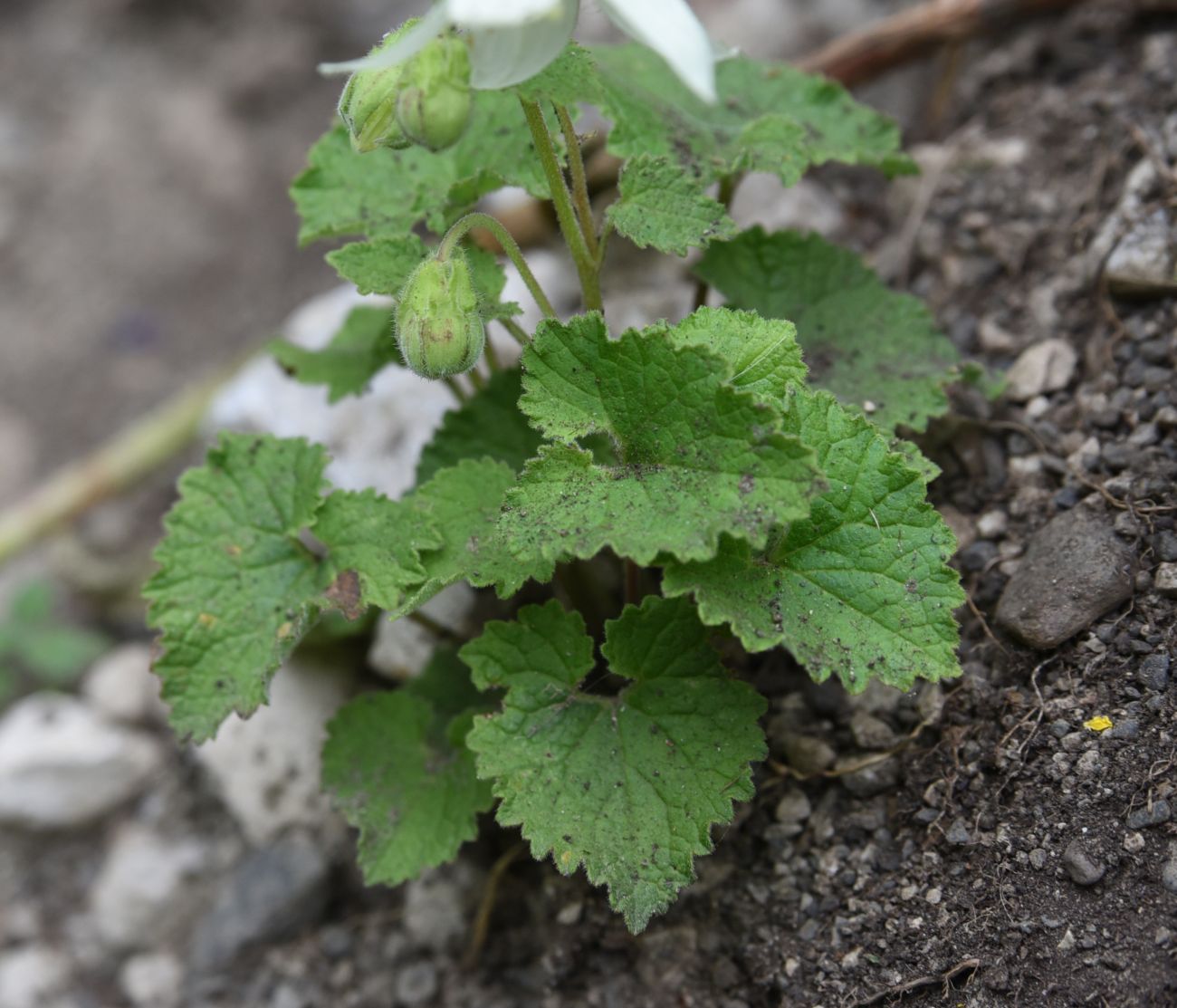 Изображение особи Campanula alliariifolia.