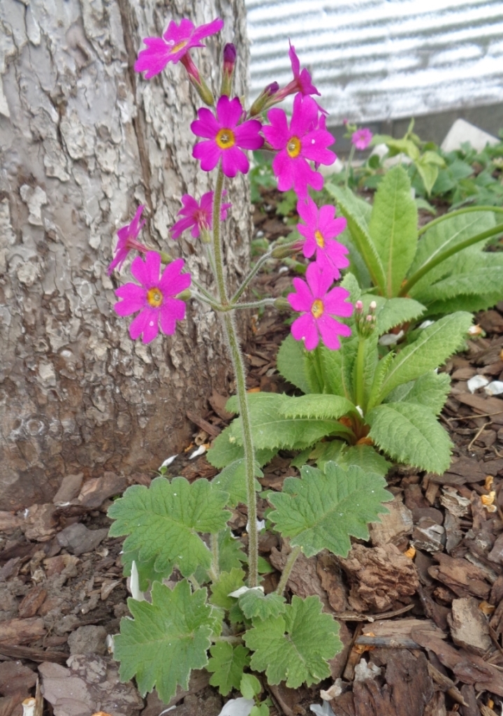 Image of Primula kisoana specimen.