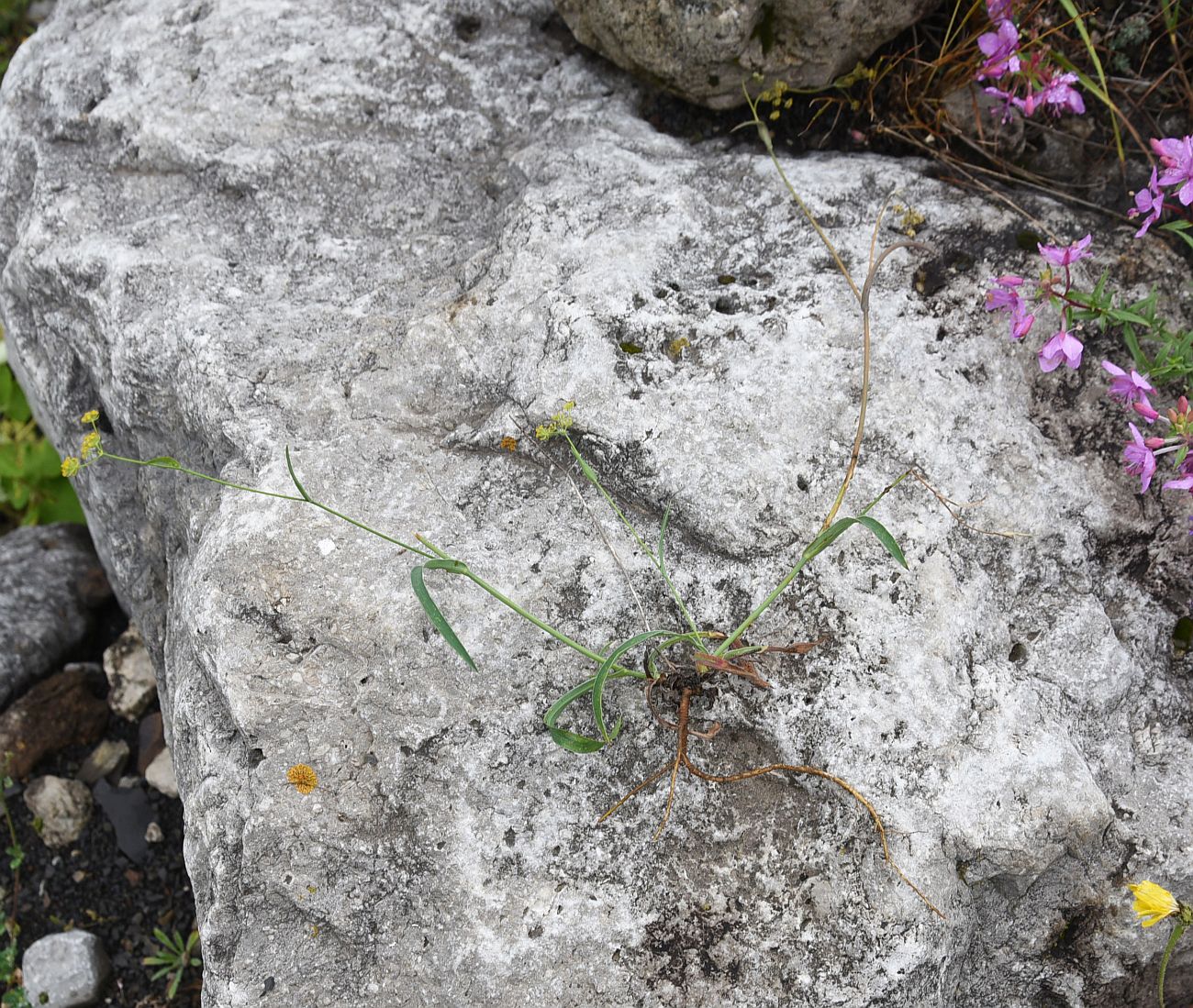 Image of genus Bupleurum specimen.