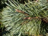 genus Pinus. Верхушка побега. Тверская обл., Кимрский р-н, дер. Нутромо, между частными приусадебными участками. 06.04.2023.