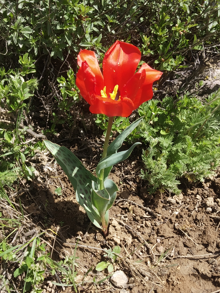 Image of Tulipa greigii specimen.