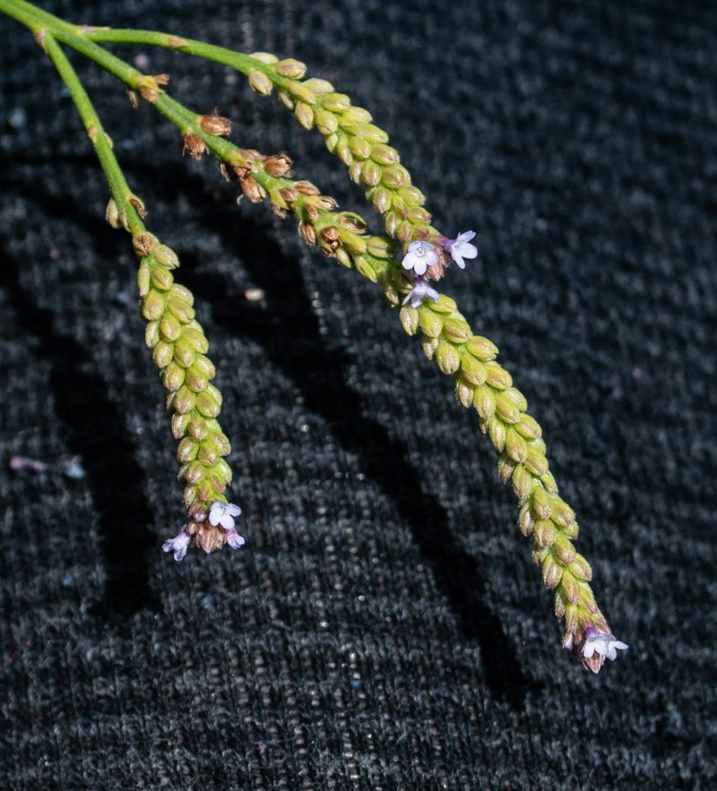 Изображение особи Verbena litoralis.