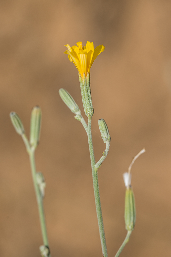 Image of genus Chondrilla specimen.