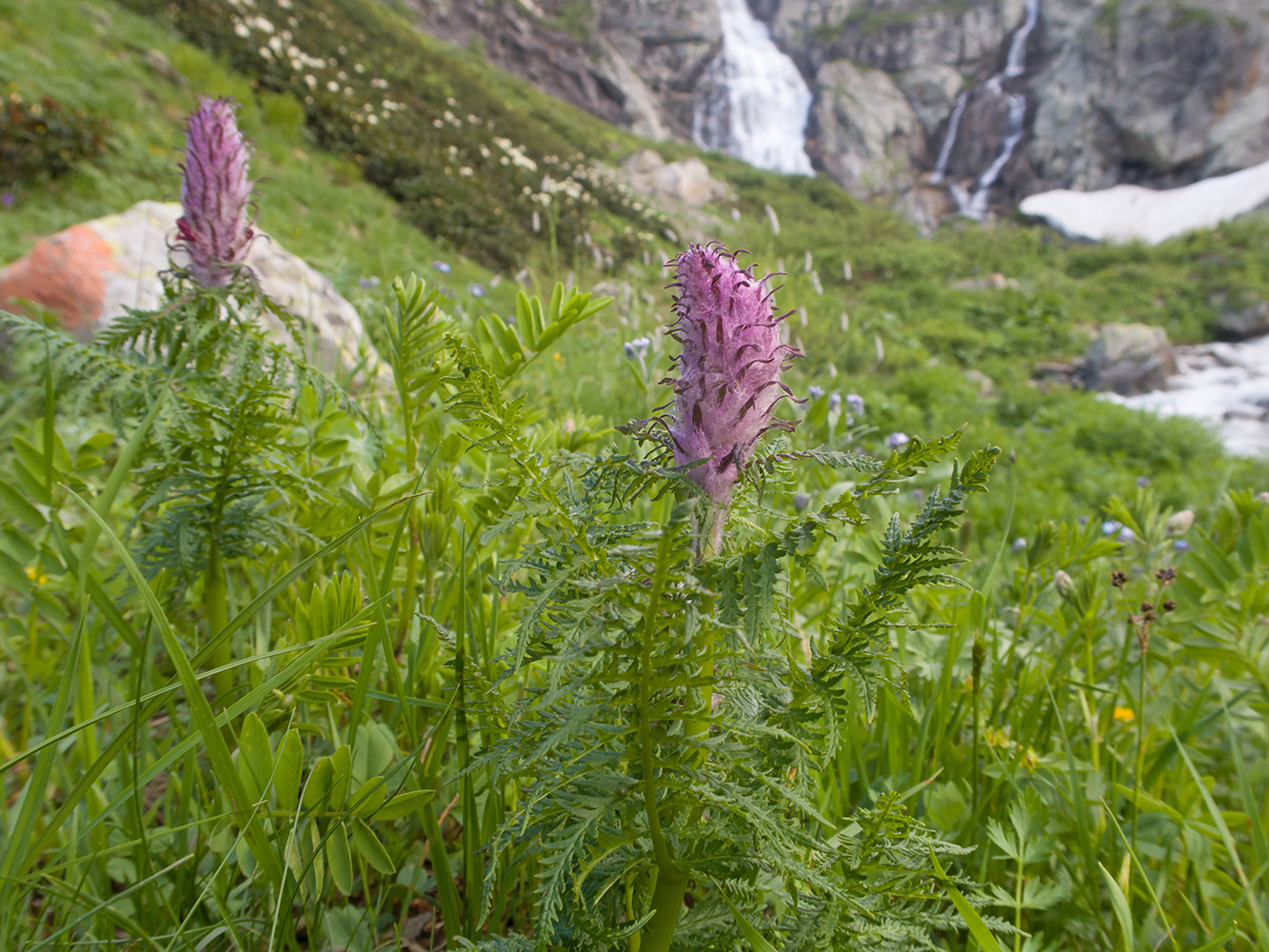 Изображение особи Pedicularis atropurpurea.