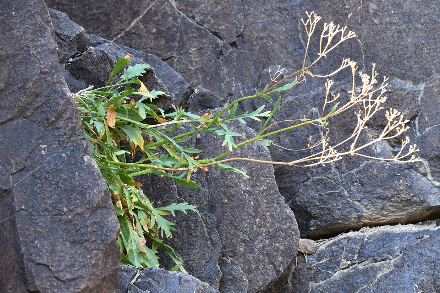 Image of Patrinia intermedia specimen.