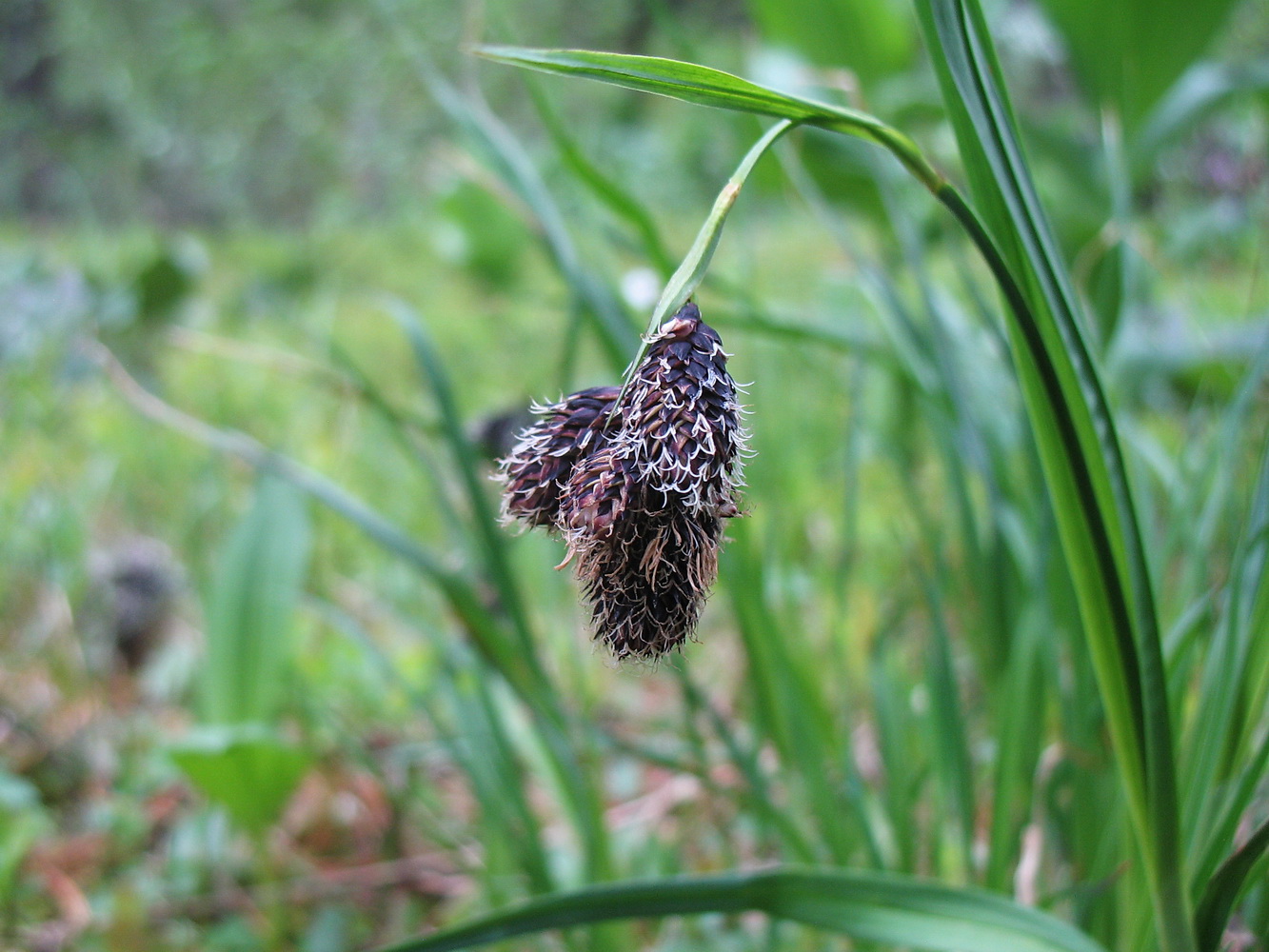 Image of Carex aterrima specimen.