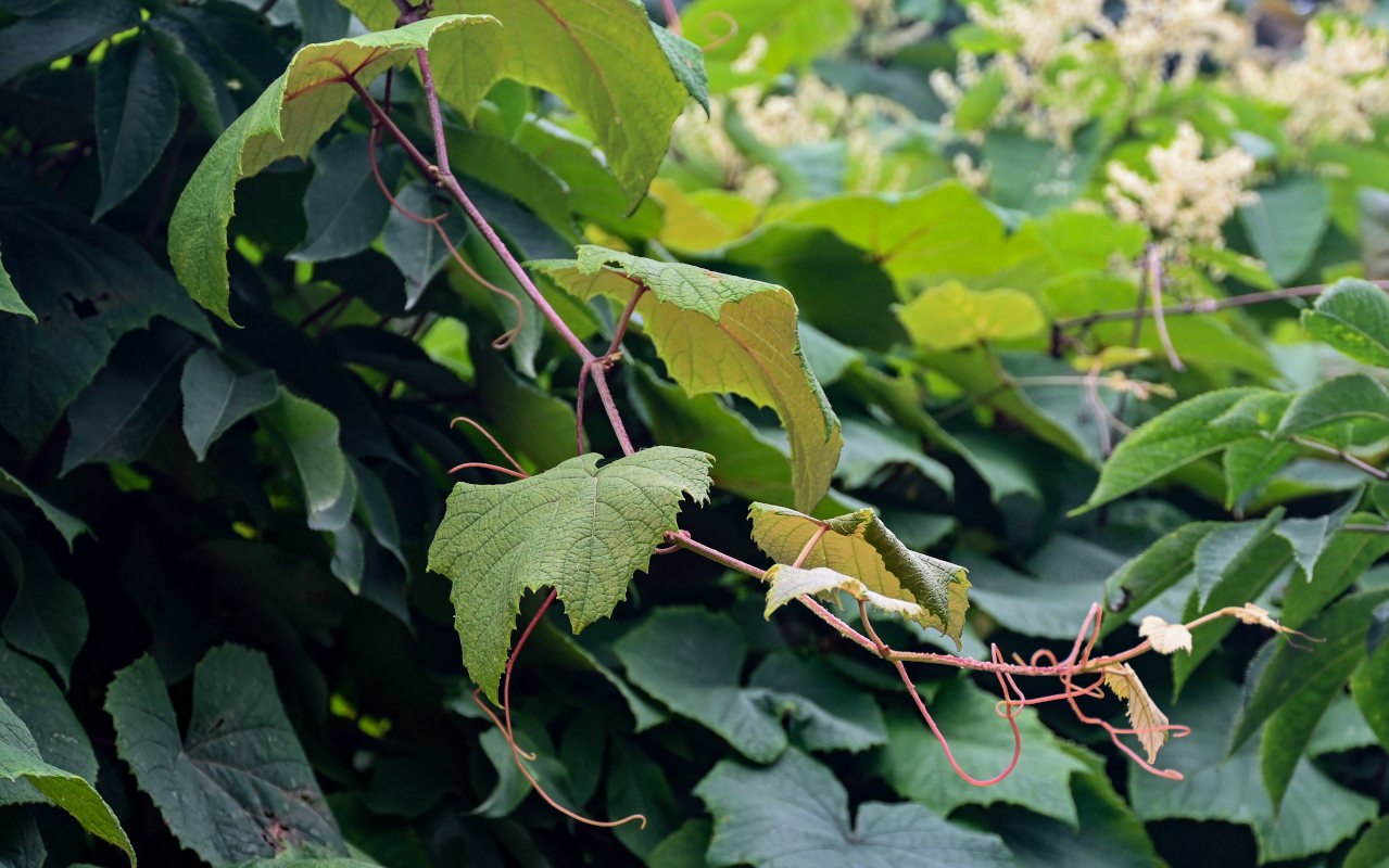 Image of Vitis coignetiae specimen.