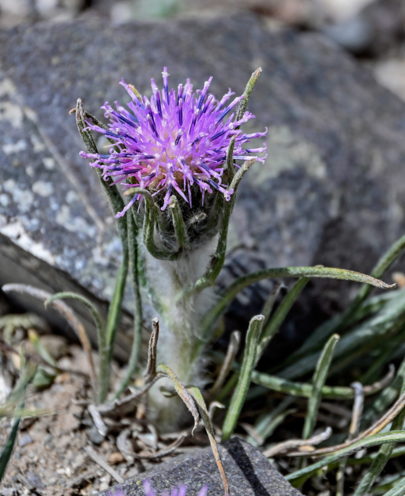 Image of Saussurea leucophylla specimen.