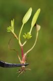 Смотреть изображение Buschia lateriflora