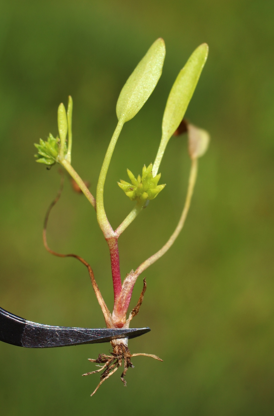 Изображение особи Buschia lateriflora.