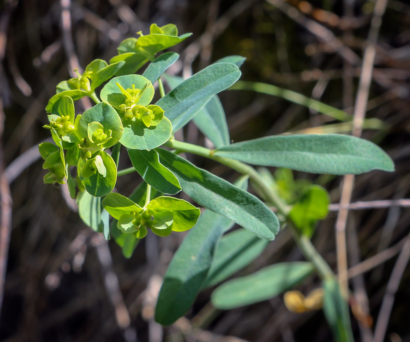 Изображение особи Euphorbia korshinskyi.