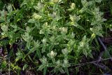 Castilleja hyparctica