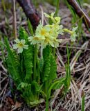 Primula pallasii