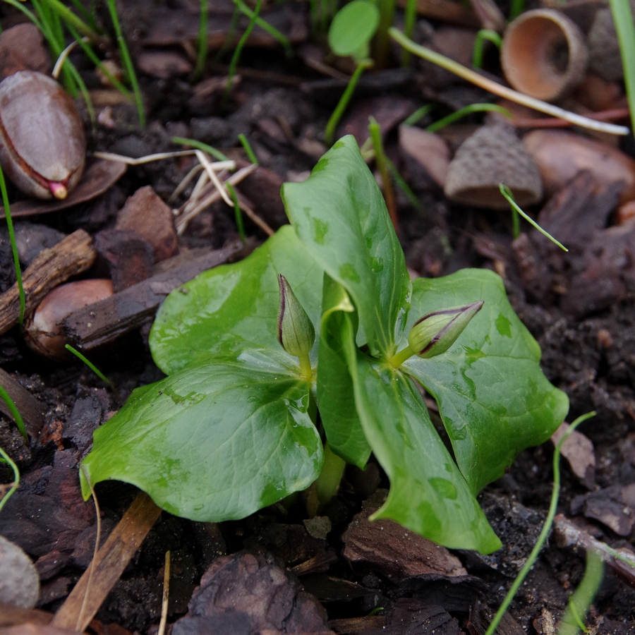 Изображение особи Trillium smallii.