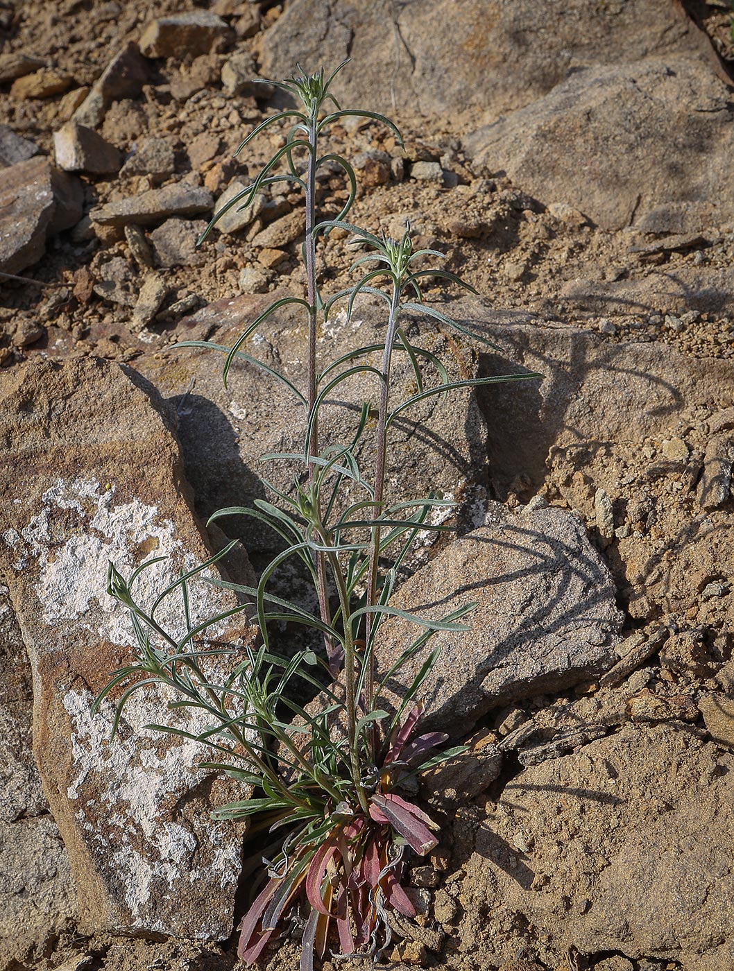 Image of genus Erysimum specimen.