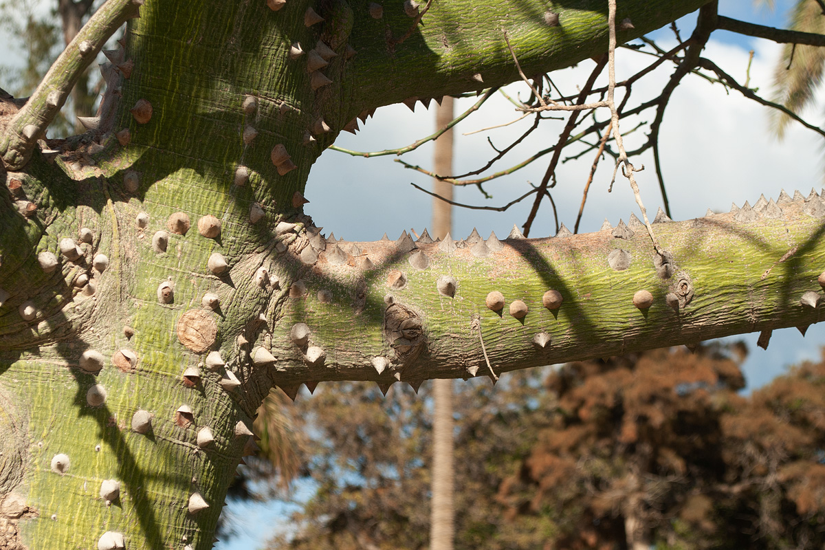 Image of genus Ceiba specimen.