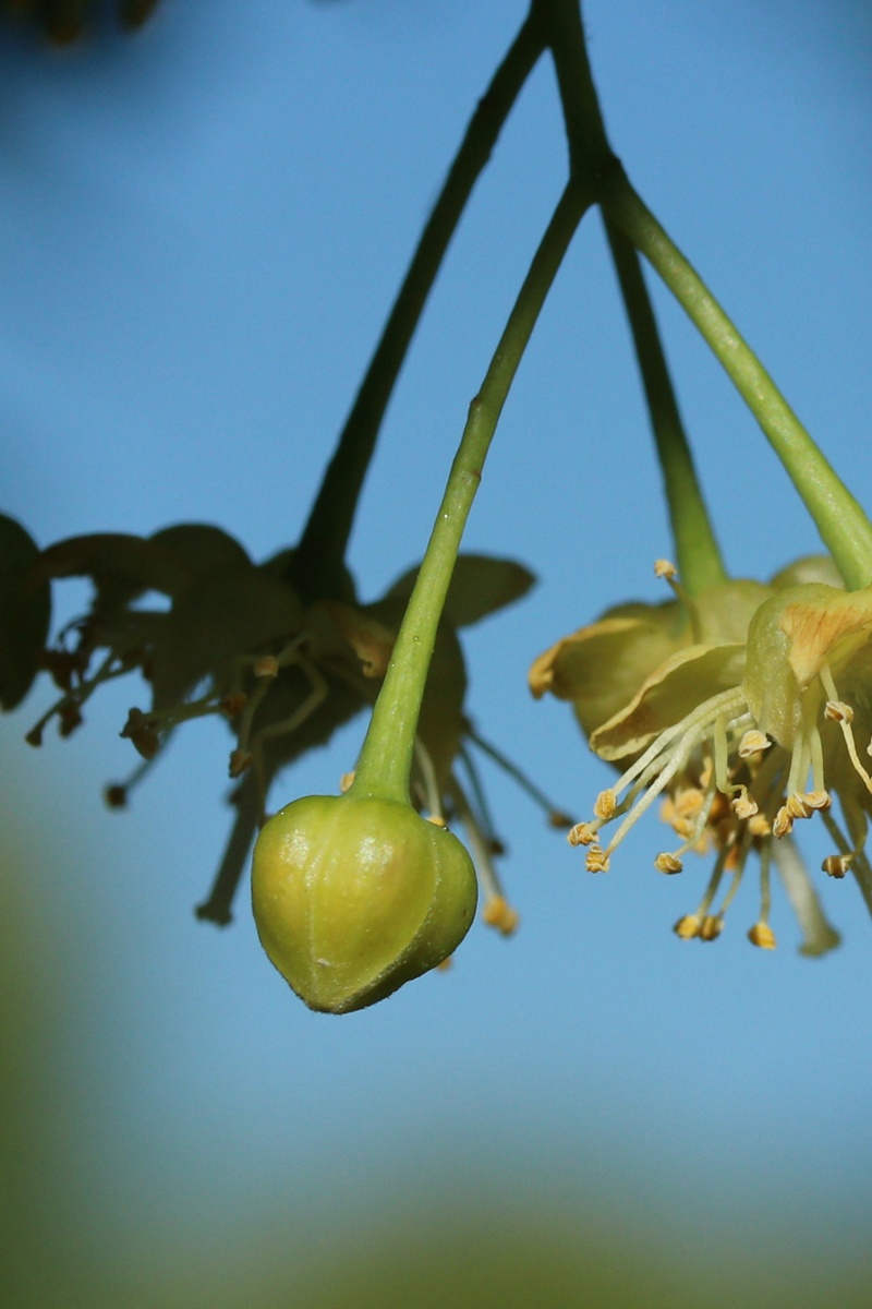 Image of genus Tilia specimen.