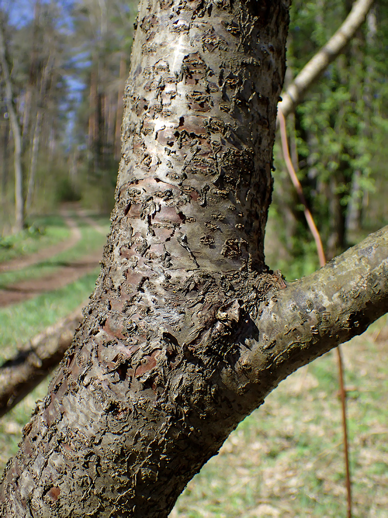 Image of Rhus typhina specimen.