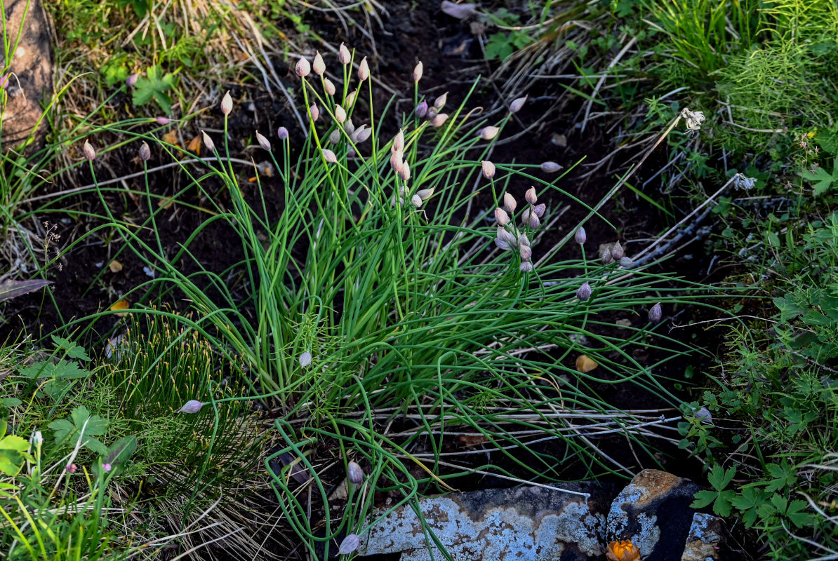 Изображение особи Allium schoenoprasum.