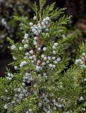 Juniperus chinensis. Часть ветви с незрелыми шишкоягодами. Китай, провинция Шэньси, г. Сиань, в культуре. 10.06.2024.