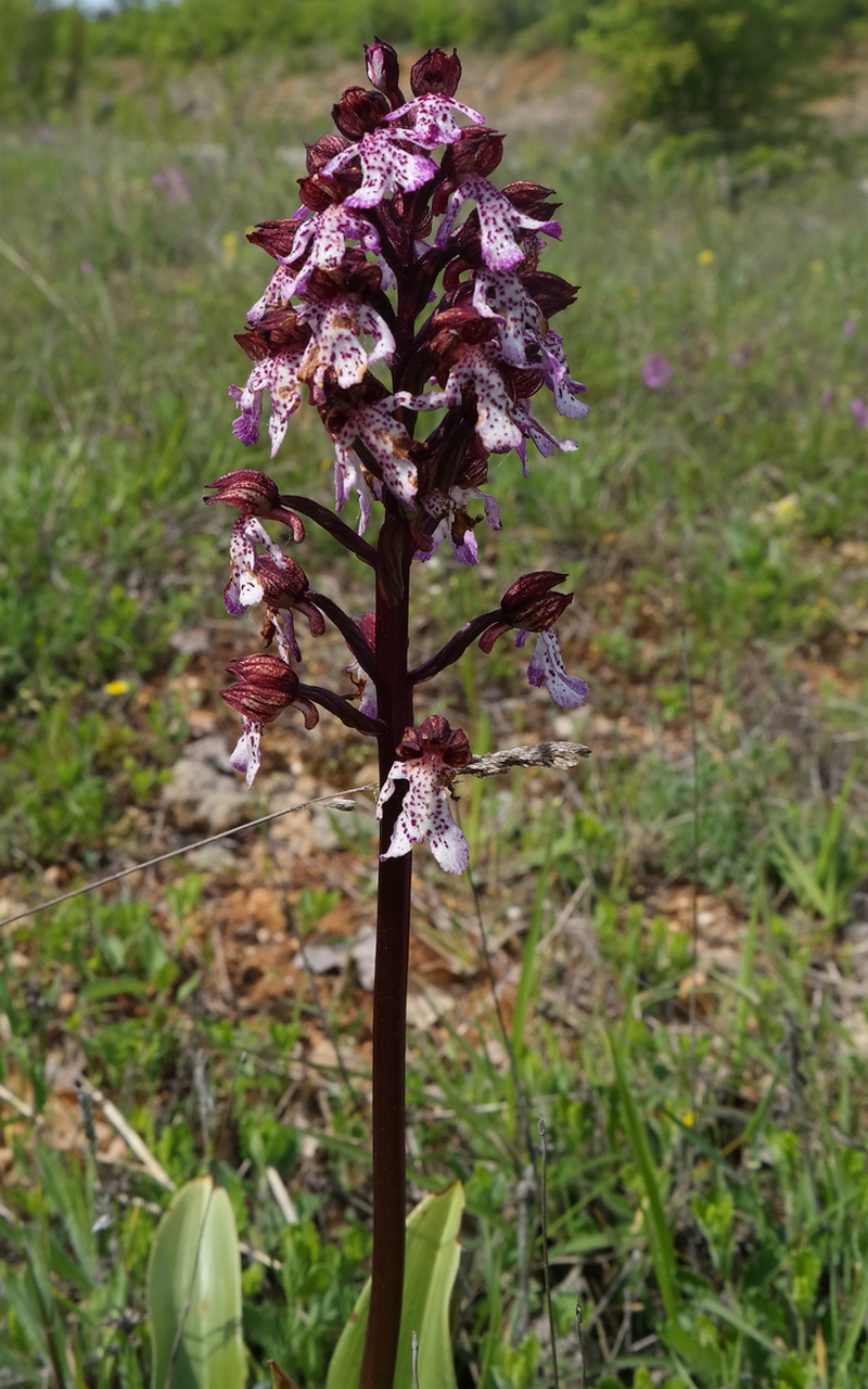 Изображение особи Orchis purpurea.