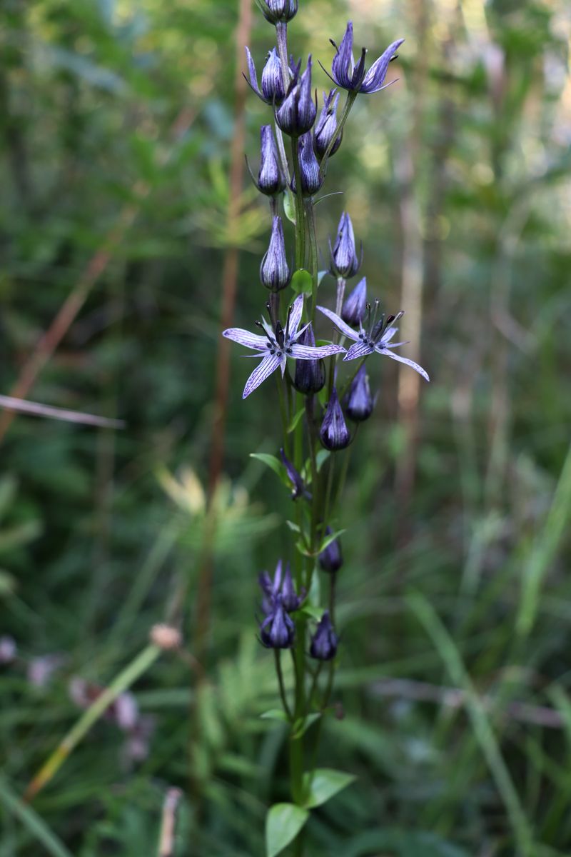 Image of Swertia perennis specimen.