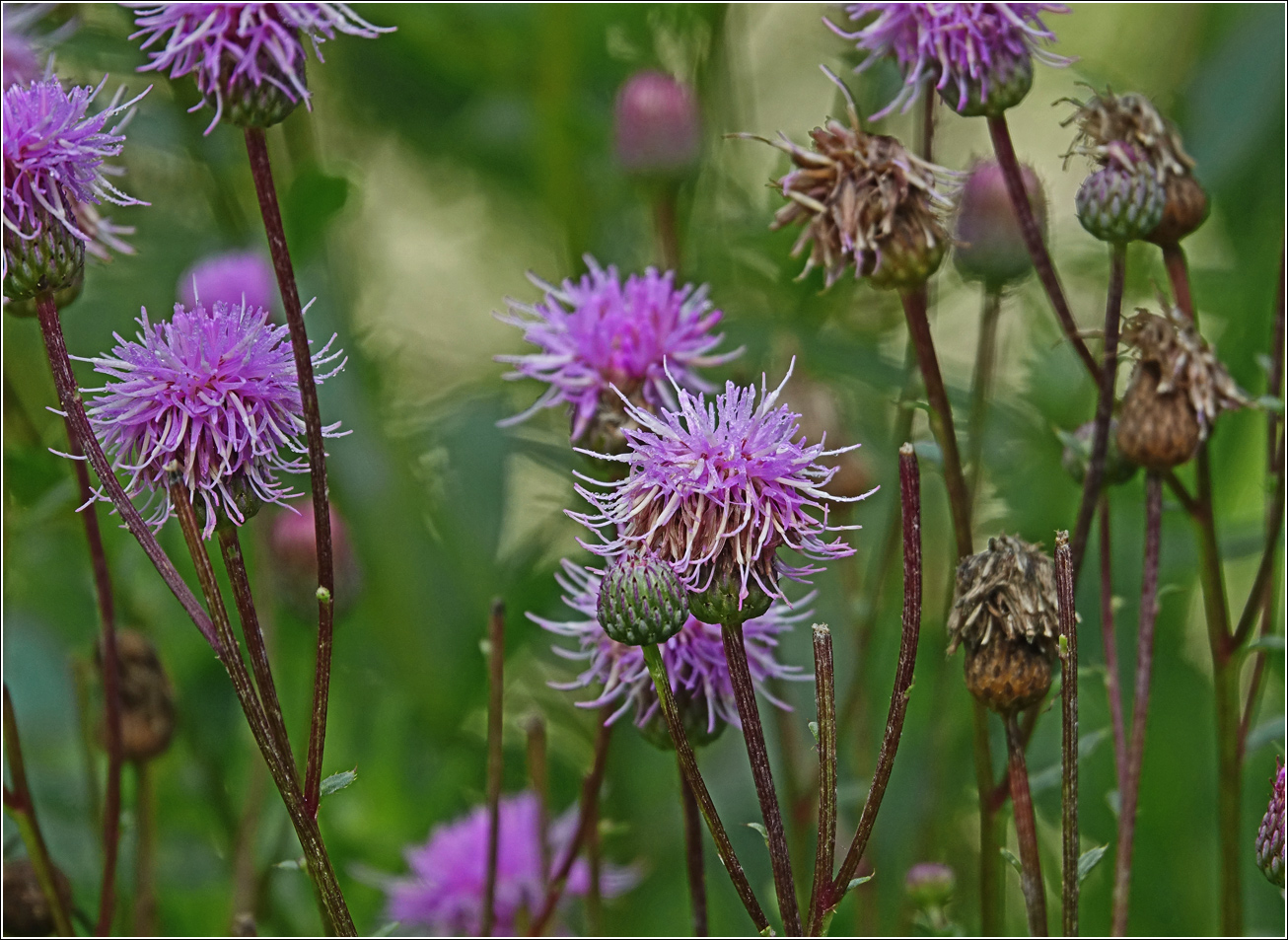 Image of Cirsium arvense specimen.