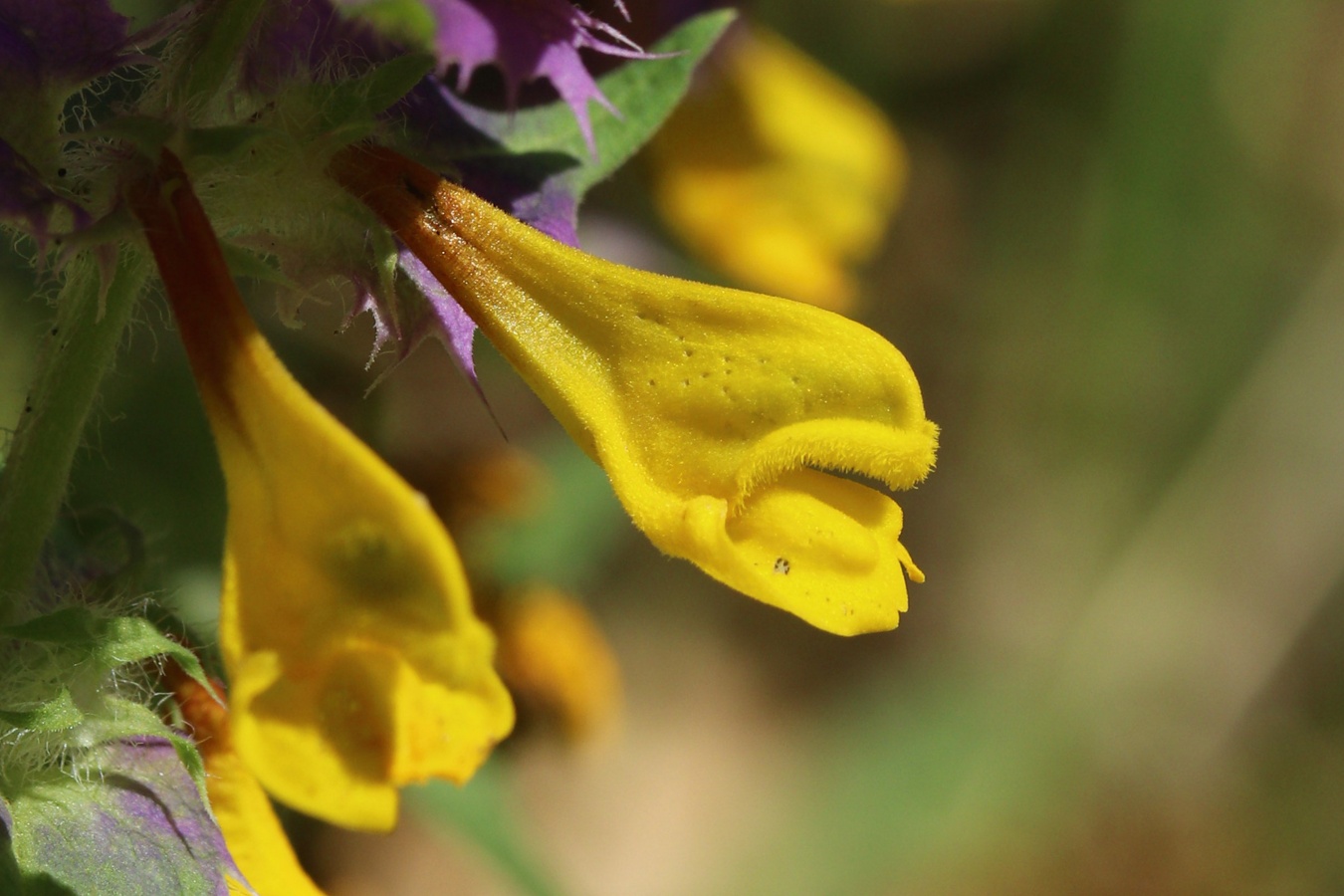 Image of Melampyrum nemorosum specimen.