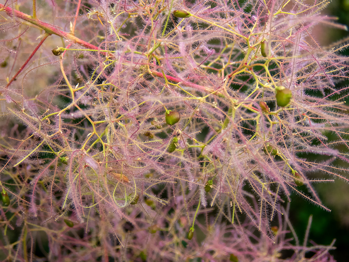 Изображение особи Cotinus coggygria.