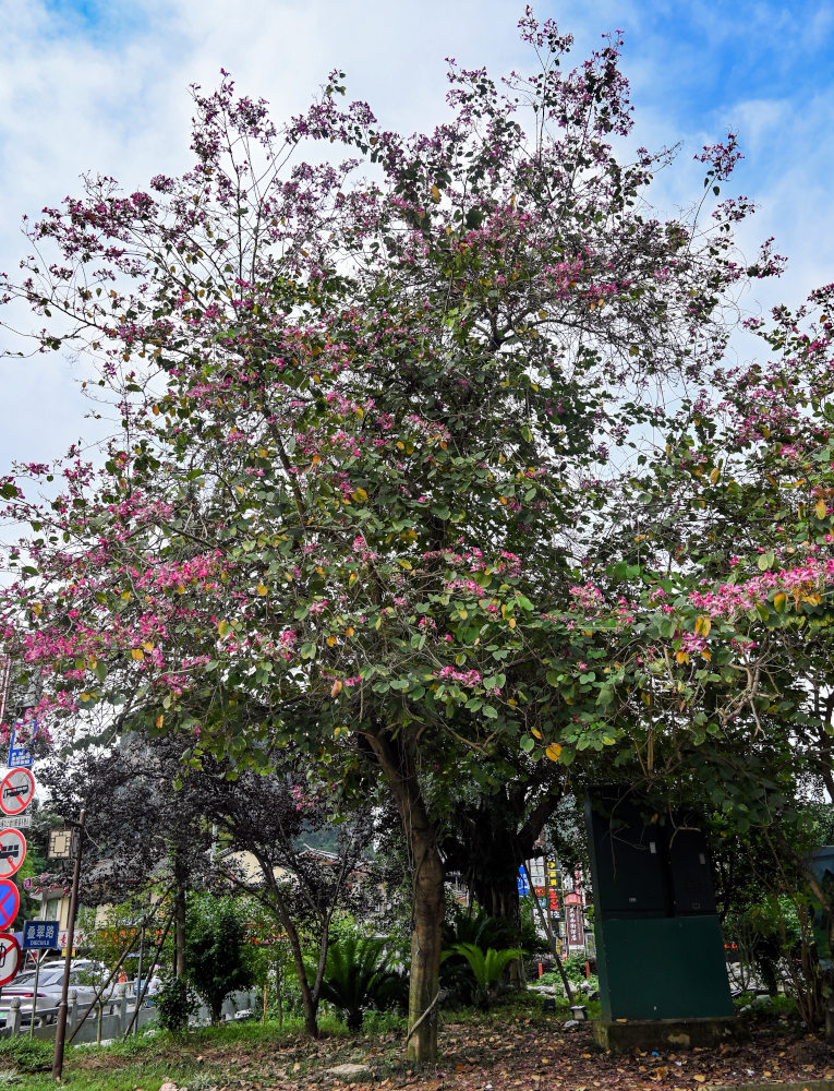 Image of Bauhinia variegata specimen.