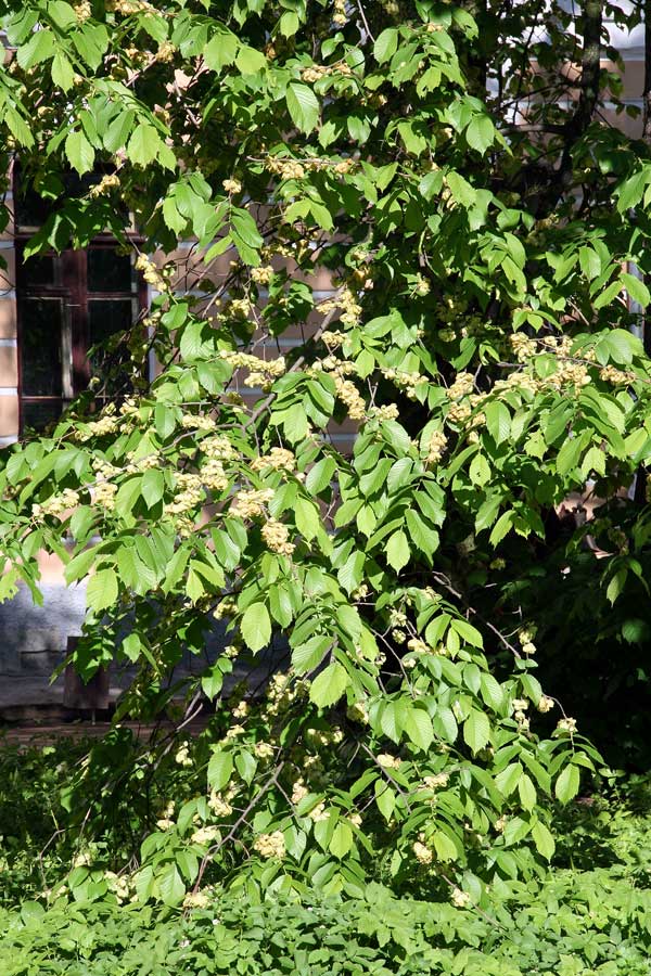 Изображение особи Ulmus glabra.